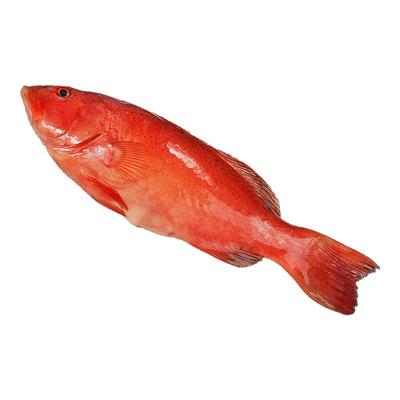 深海东星斑大红鱼鲜活冷冻