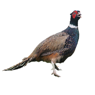 纯种七彩山鸡种蛋受精蛋可孵化种鸡蛋孔雀蓝山鸡野鸡种蛋高受精率