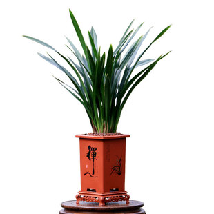 翁源兰花苗老种金边墨兰高大带花浓香好养室内客厅除甲醛花卉盆栽