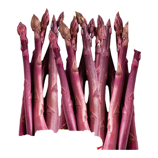 四季紫芦笋种子孑应季蔬菜苗特级芦笋根苗菜种籽大全南北方春天播