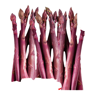 紫芦笋种子应季蔬菜苗紫芦笋根苗