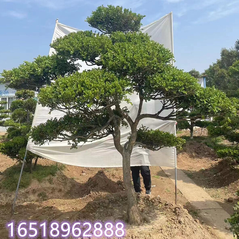 新黄杨造型树盆景别墅盆栽庭院地栽耐寒四季常青不落叶植物一物一