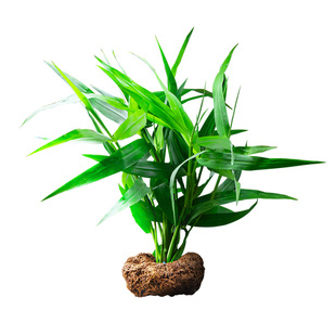 水草鱼缸造景真草火山石净化水质增氧专用九冠蜈蚣草绿菊水培植物