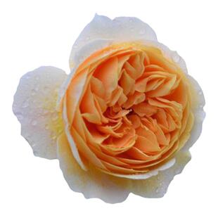 黄色藤本【欢笑格鲁吉亚】庭院大阳台园艺爬藤月季花苗多季