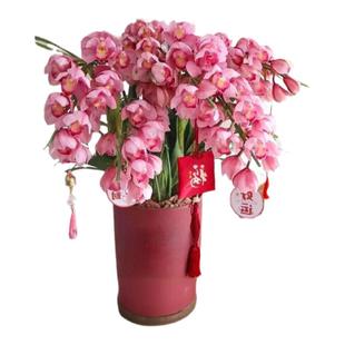 大花惠兰带花苞花剑浓香慧兰花盆栽精品年宵花卉鲜花室内四季蕙兰