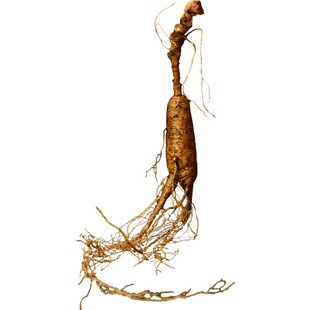 吉林敖东新鲜山参30g 正宗林下参泡酒原皮带土人参