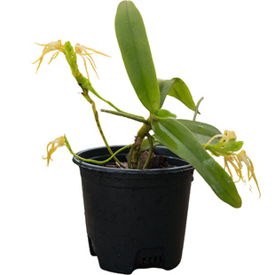 匠人花圃白点兰香味香甜多次开花室内花卉附生万代兰板植盆景闻香