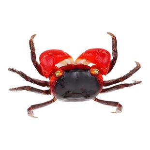 辣椒蟹蜘蛛蟹相手蟹恶魔蟹南海溪蟹红勾手蟹豹点蟹活体观赏宠物蟹