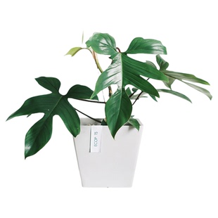 DOLV 豆绿 佛罗里达飞机蔓绿绒 清新室内北欧ins风耐阴绿植盆栽