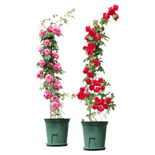 【1米6大苗】蔷薇花苗藤本月季特大花爬藤植物四季花卉盆栽玫瑰花