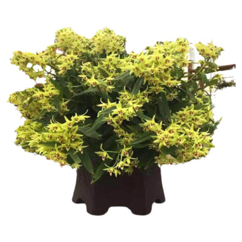 木桩种植可食用大号可食用挑选