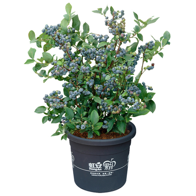 蓝莓落叶果树蓝莓果植物好吃