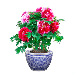 牡丹花树苗盆栽大苗洛阳正宗带花苞牡丹花种四季重瓣花卉牡丹花苗