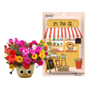 花沃里香水薄荷种子太阳花多年生野花五彩石竹花种子天车菊种子
