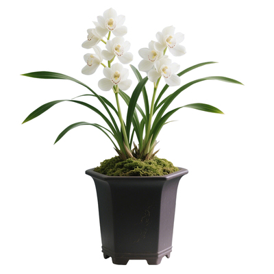 【雪绒蓬】兰花苗办公桌建兰