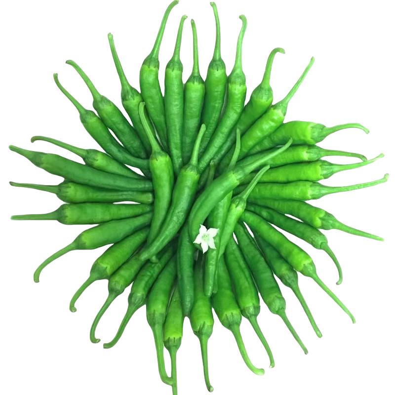 【精选】樟树现摘新鲜辣椒湖南岳阳产地直发青港椒正宗下饭菜顺丰