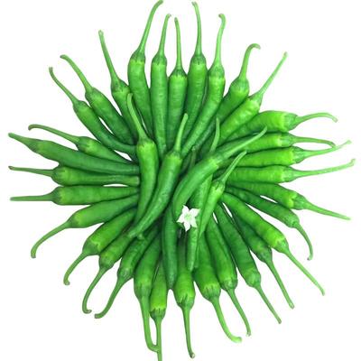 【精选】樟树现摘新鲜辣椒湖南岳阳产地直发青港椒正宗下饭菜顺丰