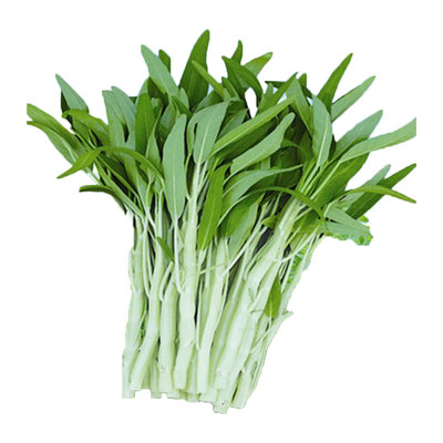 空心菜种子四季阳台盆栽