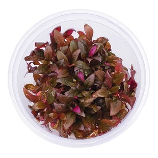 无菌杯前景草 爬地矮珍珠 叉柱花 血心兰 喷泉太阳 迷你牛毛