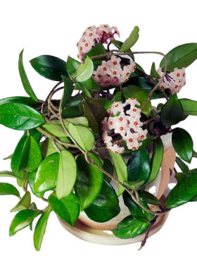 球兰花盆栽大苗绿植吊家养卉