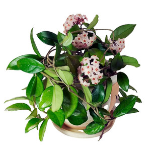 球兰花盆栽大苗绿植吊家养卉