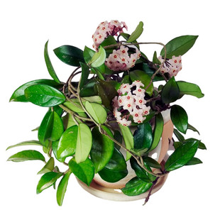 球兰花盆栽大苗绿植吊兰庭院花卉植物四季开花常绿室内万里飘香藤