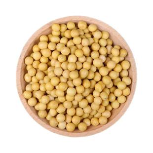 东北新黄豆5斤非转基因批发大豆老品种干土黄豆发豆芽打豆浆专用