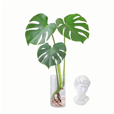 龟背竹水培植物盆栽老桩净