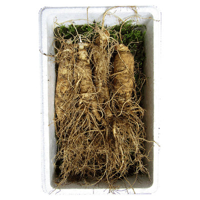 长白山正宗鲜人参500g现挖特大新鲜带土鲜人参整枝泡酒煲汤人鲜参