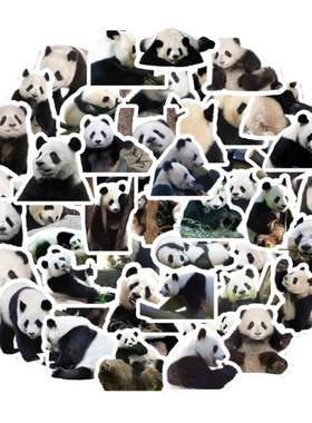 50张可爱国宝大熊猫个性防水贴纸