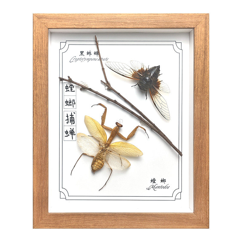 天然真昆虫标本相框摆件易保存