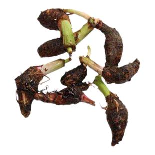 青芋苗沼泽过滤水培盆景鱼缸造景养龟净化水质降氨氮挺水水生植物