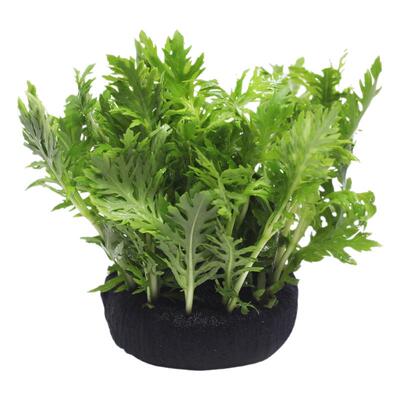 懒人水培原生造景阴性活体植物