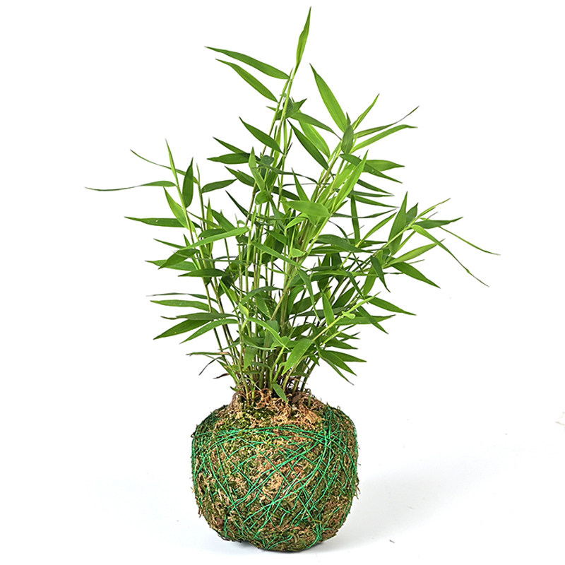 绿植室内迷你苗竹可水培苔藓球