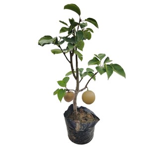 大梨树果苗带土秋月梨翠冠梨子苗盆地栽当年结果南方北方种植果树