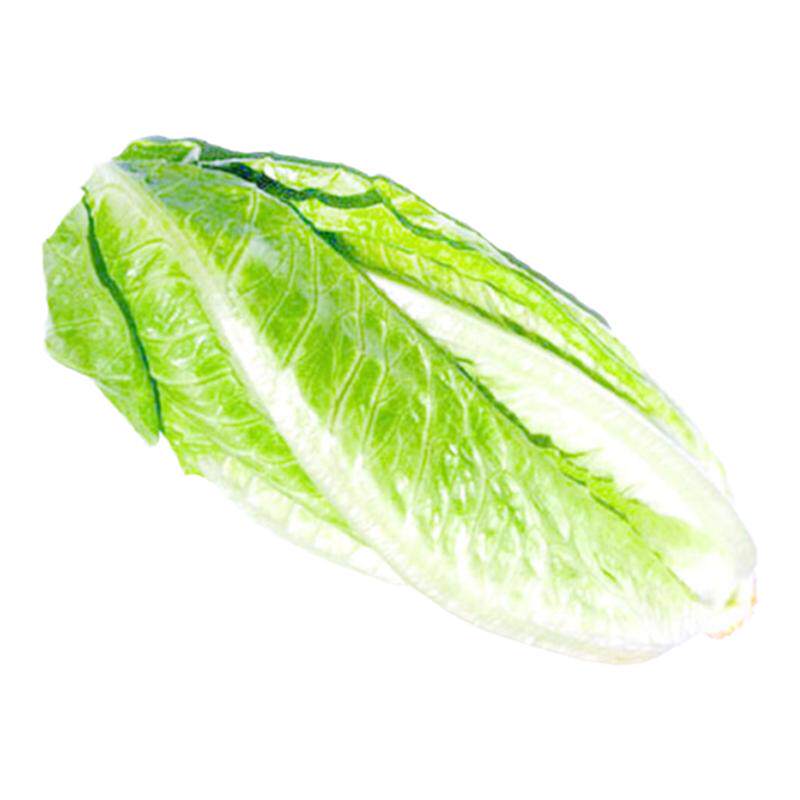 新鲜包心罗马生菜包罗马