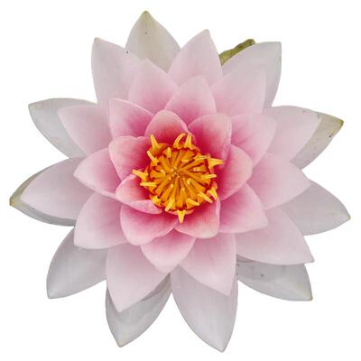 霍兰迪亚池塘庭院趣味绿植