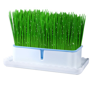 猫草种植猫草盆栽懒人猫草水培罐头幼猫咪专用猫草粒薄荷猫咪零食