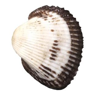 大连海鲜血哈现挖鲜活毛蚶子新鲜毛蛤蜊贝类小赤贝无沙花甲毛蚬子