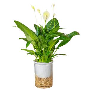 白掌一帆风顺红掌水培好养花卉植物四季开花室内净化空气好绿植盆