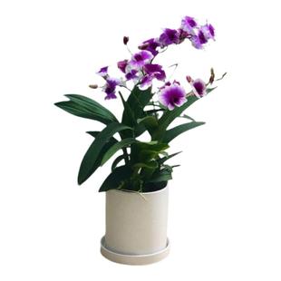 白泼墨石斛兰盆带花苞泼墨石斛兰 兰花盆栽 秋石斛兰石斛兰苗带花