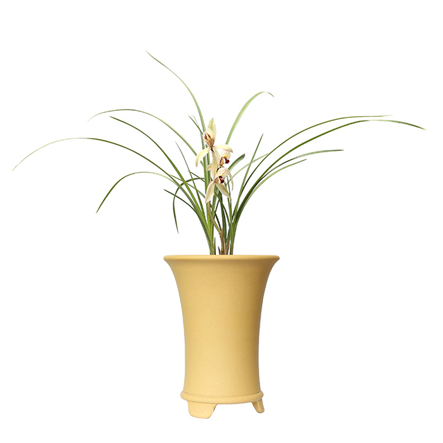 紫熹荷宽叶莲瓣兰老种兰花苗正格荷瓣色花三喜荷室内绿植花卉 返利网