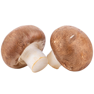 新鲜湿香菇冬菇整箱包邮菌菇现摘小香菇肉厚味蘑菇批发东北特产