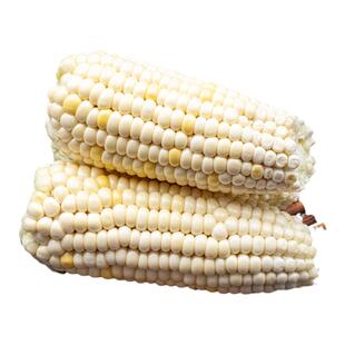 禾久真空铝箔装富硒白玉米10支 富硒熟制鲜玉米 张家口万全县特产