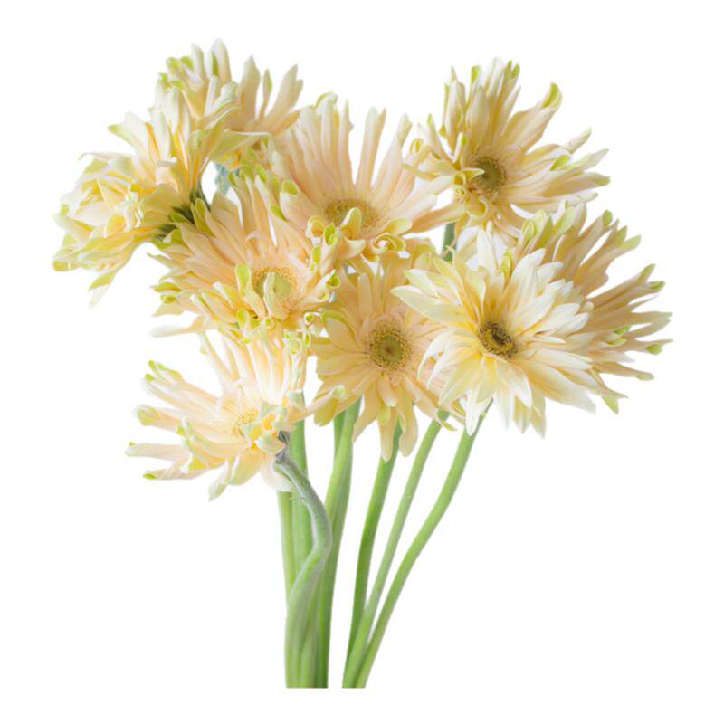 黄色弗朗花鲜花云南基地直发扶郎花水培插花拉丝卷边非洲菊鲜切花