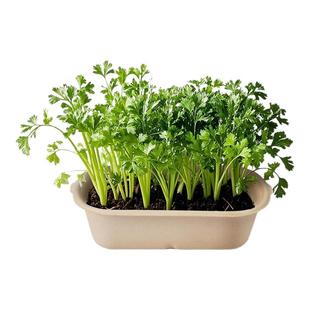 厨房香草香料薄荷家庭可食用植物种子儿童种植小盆栽小葱香菜观察