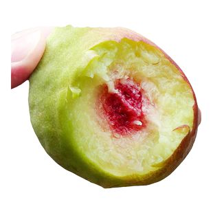 鹰嘴桃树果苗黄桃树苗水蜜桃樱桃水果树果苗南方北方种植庭院盆栽