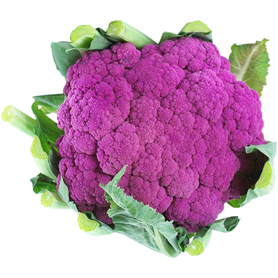 紫花菜种子春秋季四季特色花椰