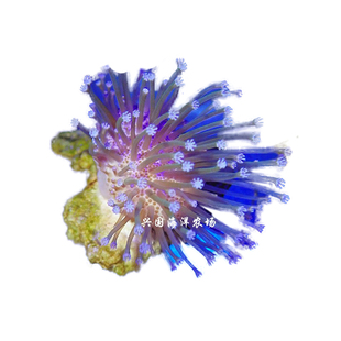 人工绿须皮革 长须皮革珊瑚二绿花环皮革绿须皮革三绿皮革新手