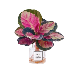 水培植物彩虹玫瑰竹芋桌面绿植盆栽室内喜阴四季好养净化空气花卉